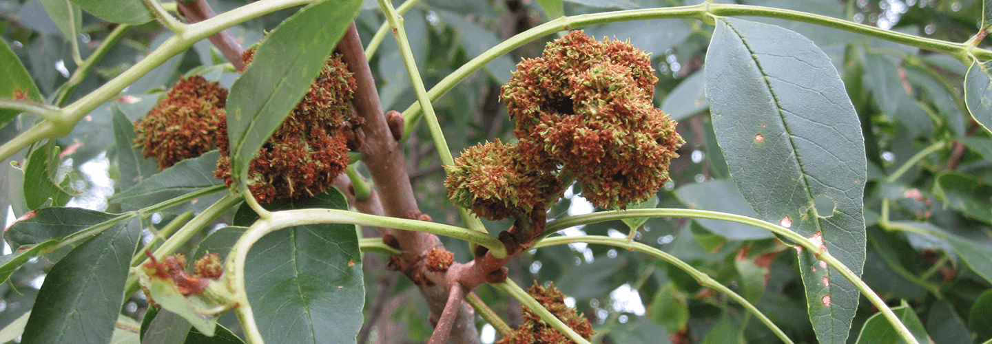 Pest And Disease Ash Flower Gall Mite Banner 1440X500