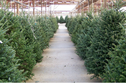 Christmas Trees