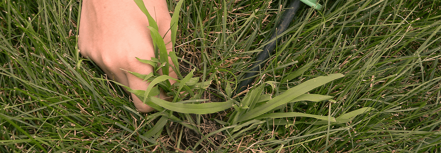 Pest And Disease Crabgrass Banner 1440X500