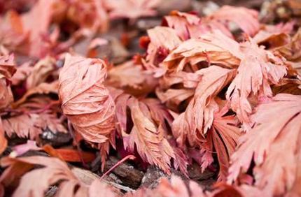 Brown Leaves