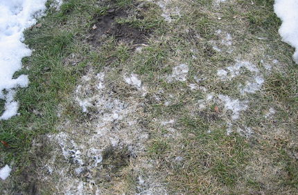 Snowmold