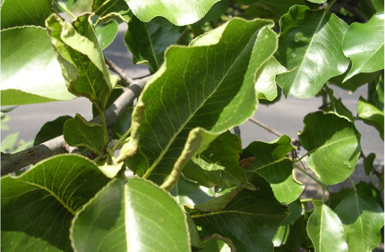 Pear (1)