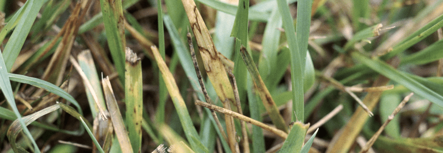 Pest And Disease Center Brown Patch Disease Banner 1440X500
