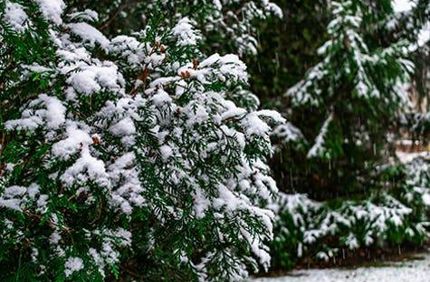 Davey Tree Expert Co Offers Three Tips For Keeping Your Evergreen Trees In Tip Top Shape64688178fcc661ab9afdff0000724a5f
