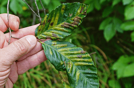 Pest And Disease Beech Leaf Disease Sideimage 608X341