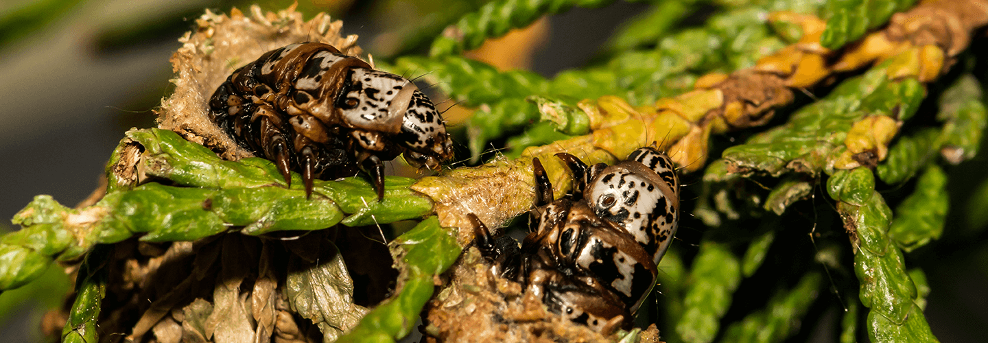 Pest And Disease Bagworms Banner 1440X500