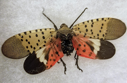 Spotted Lanternfly On White Davey Tree