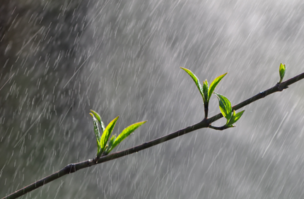 Rain Stock
