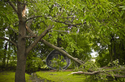Davey Tree Storm Damaged Tree Broken Tree Limb