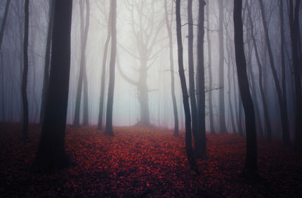 Halloweenphoto