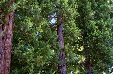 CA TREE