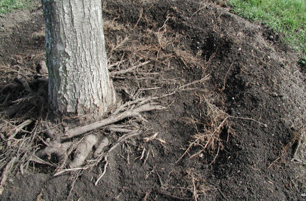 Upclose Roots By AS
