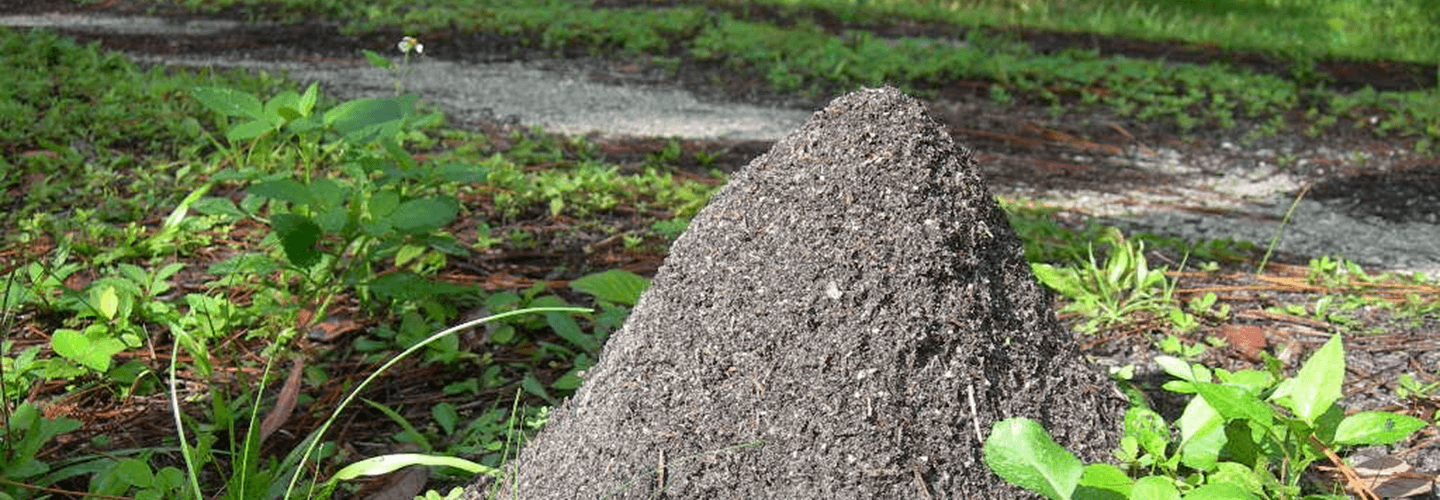 Pest And Disease Center Powdery Red Imported Fire Ant Banner1440x500