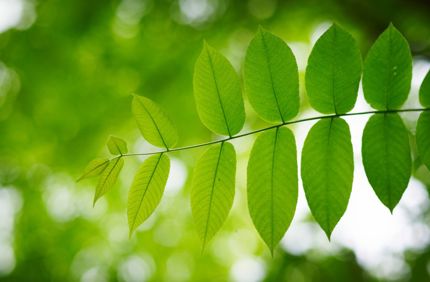 Ash Tree Leaf And Branch Davey Tree