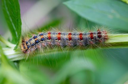 Gypsymoth Caterpillar