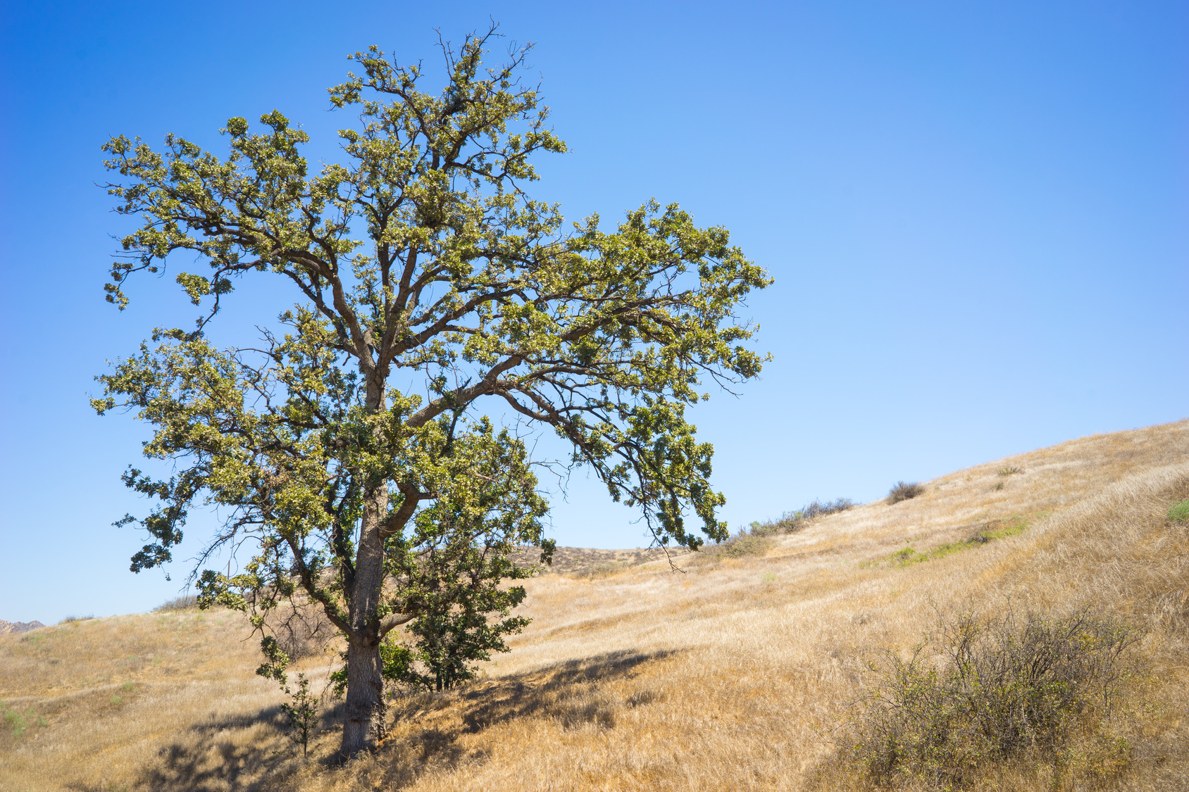 Watering Trees In Drought