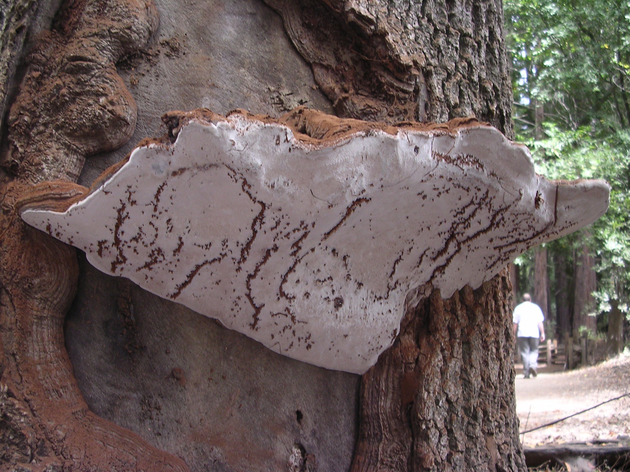 Ganoderma Applanatum Redwood CA Dmiller 3