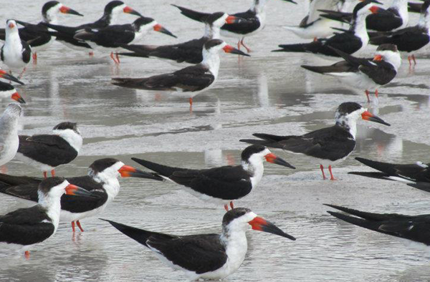 Black Skimmers 2