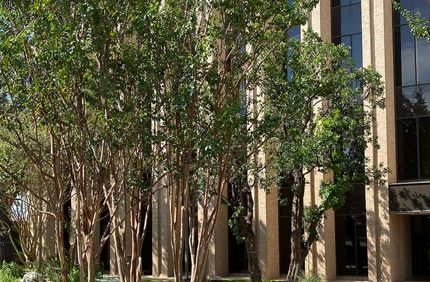 Project Profile Integral Tree Care Assessment Banner 1440X500