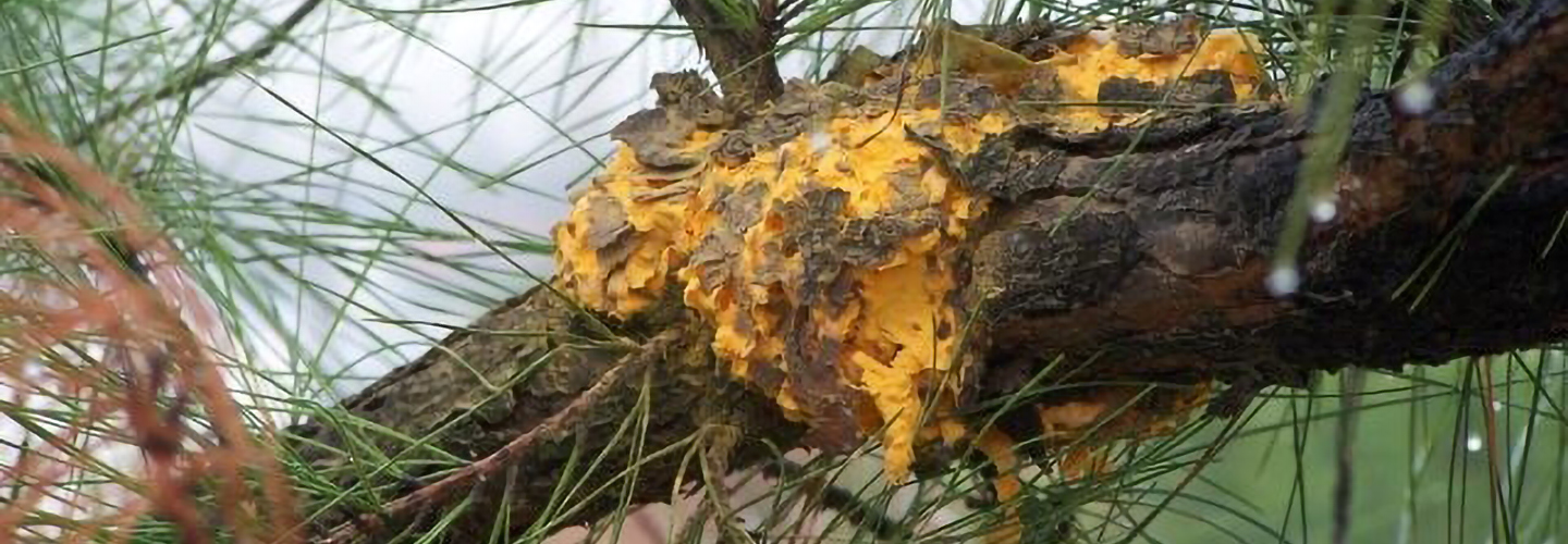 Fusiform Rust Photo Arborist Advice Banner