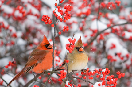 Winterberry 600X600