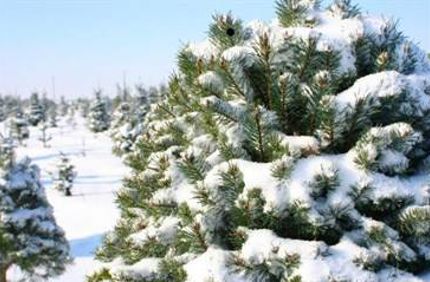 Xmastree 367X239