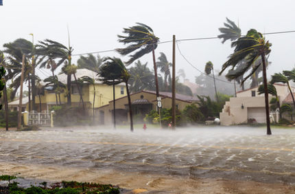 What To Do About Palm Tree Hurricane Damage Davey Tree