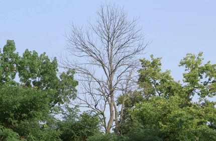 Dying Ash Tree In Woods
