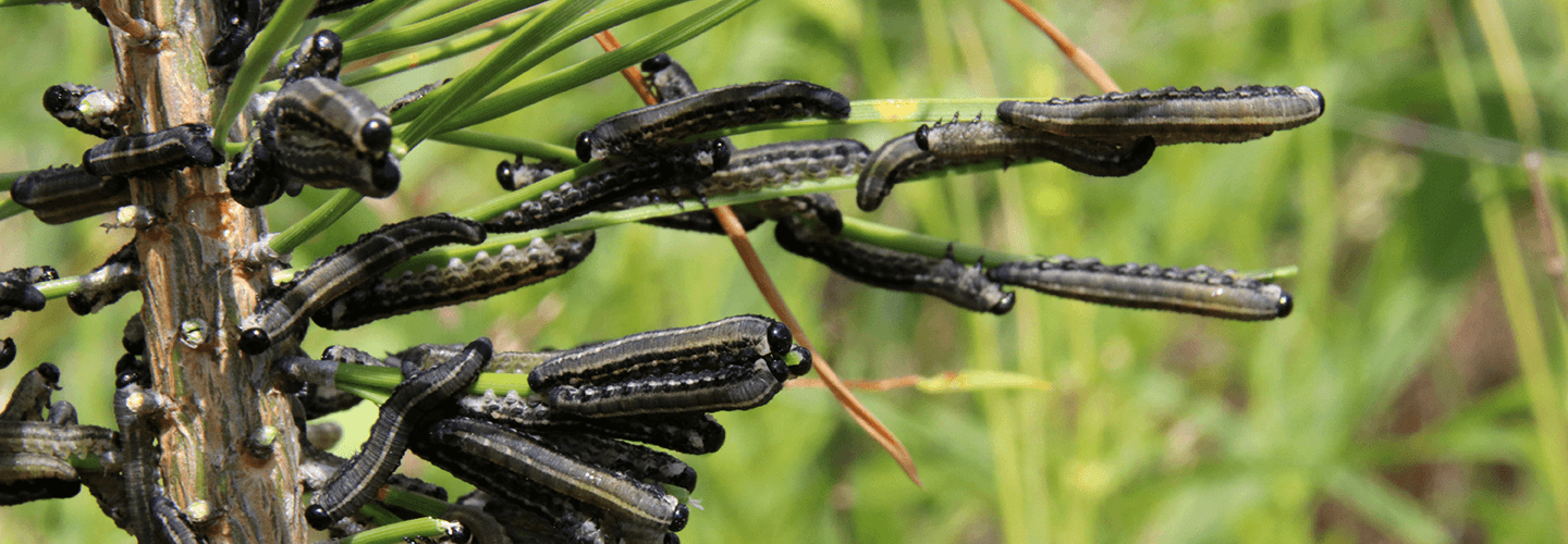 Pest And Disease Center Pine Sawfly Banner 1440X500