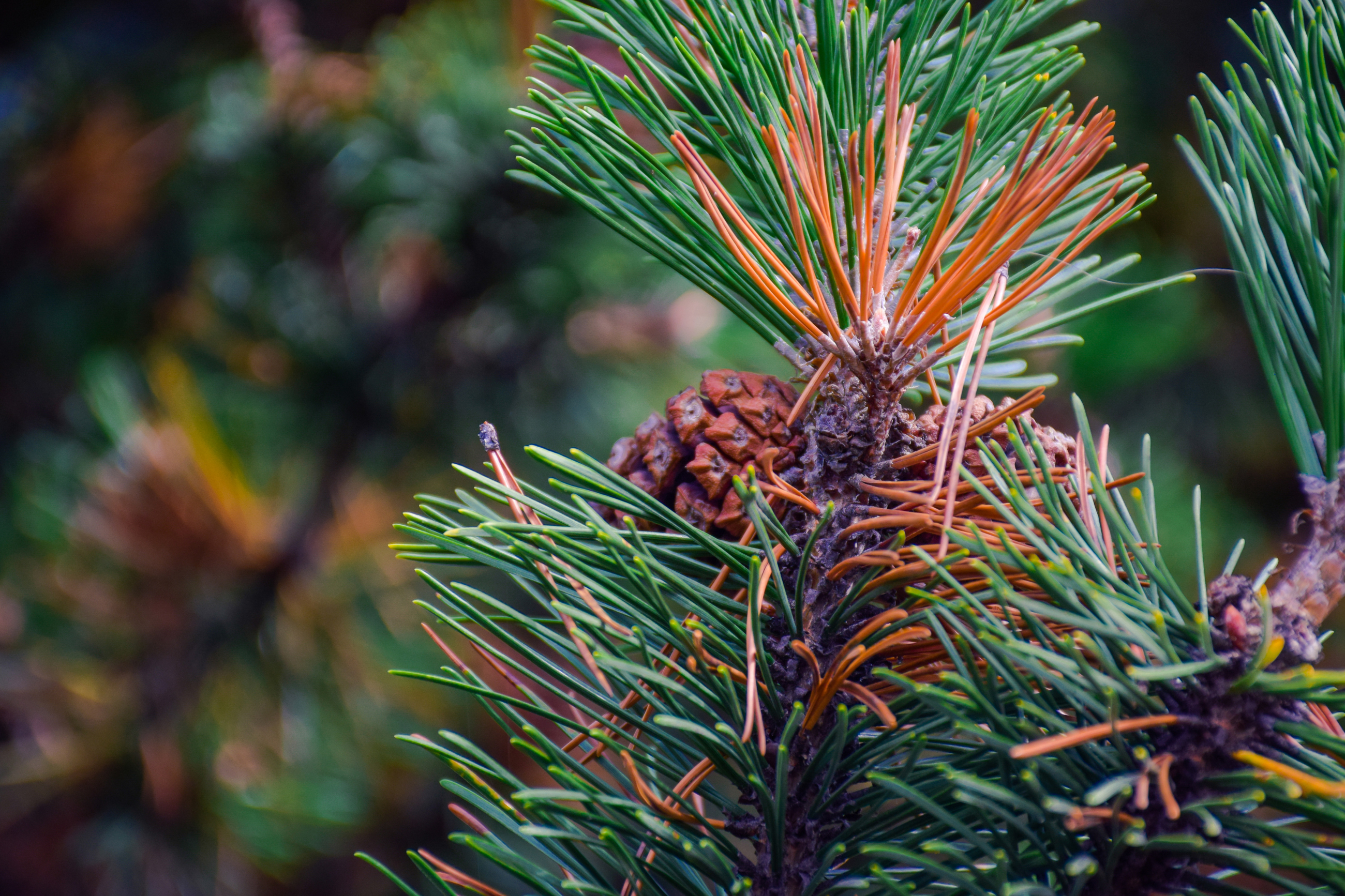 Shutterstock 1541742800 Conifer Needles Brn