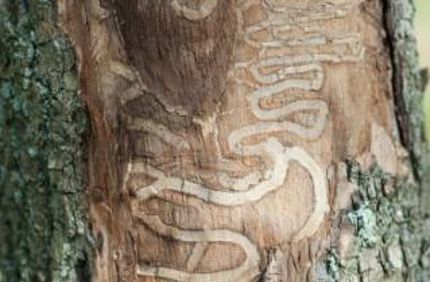 Eab