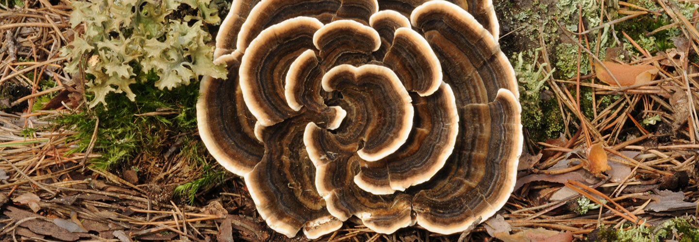 Pest And Disease Turkey Tail Banner 1440X500