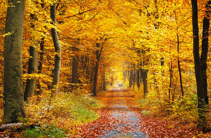 Autumn Path Tree Lined