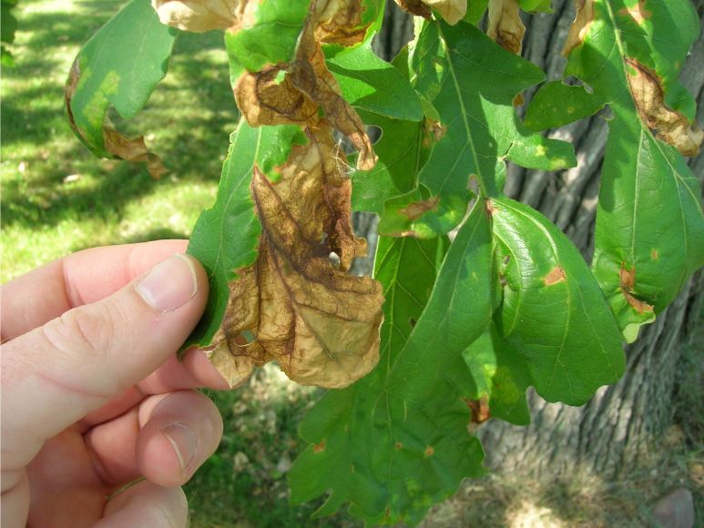 Leaf Disease Signs