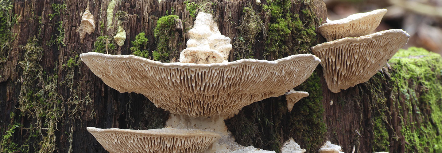 Pest And Disease Oak Mazegill Banner 1440X500