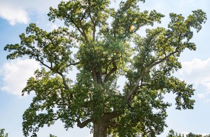 Virginia Tree