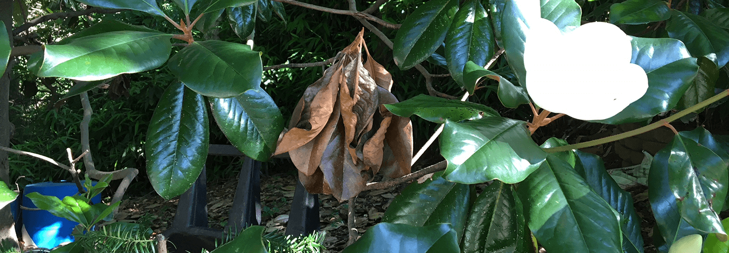 Pest And Disease Btb Tunneling Banner 1440X500