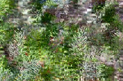 Douglas Fir Branch On Hill Macro Royalty Free Image 1568820806
