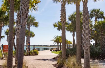 Palms
