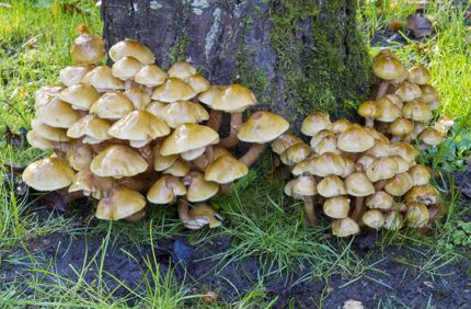 Fungus