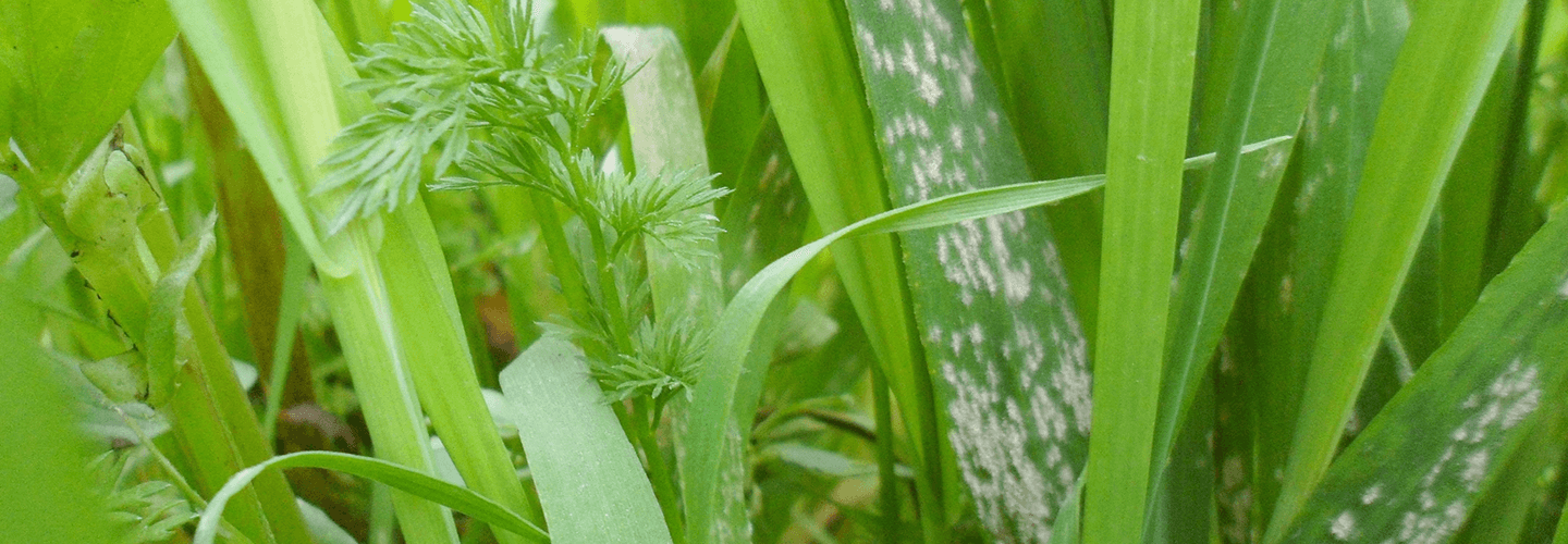 Pest And Disease Center Powdery Mildew On Lawn Banner 1440X500