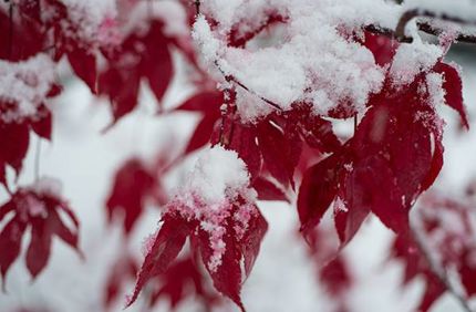 Snow Leaves