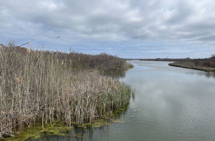 Long Pond Vegetation 1