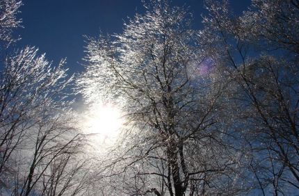 Trees 223193 960 720