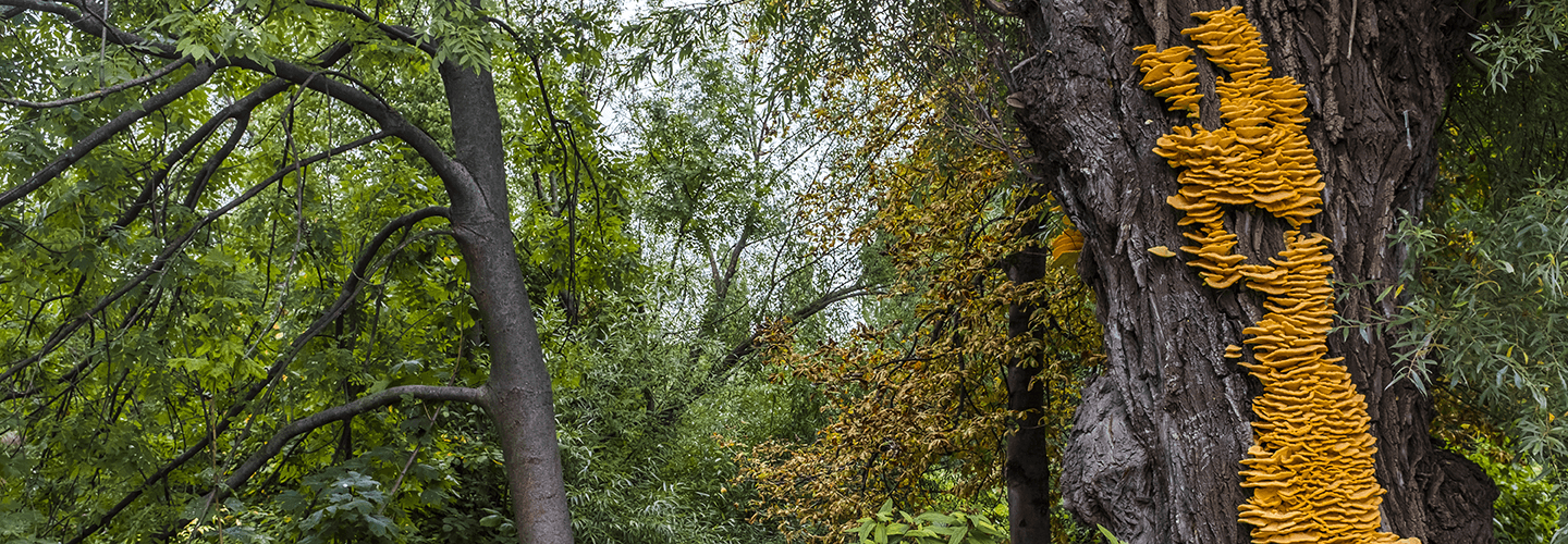 Pest And Disease Chicken Of The Woods Banner 1440X500
