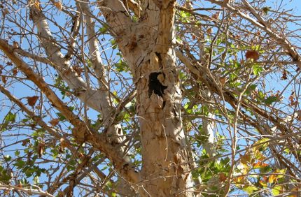 Sooty Canker Sycamore Las Vegas Lburkhart