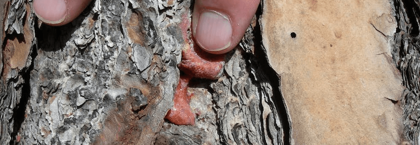 Pest And Disease Blackturpentine Beetle Banner 1440X500 1