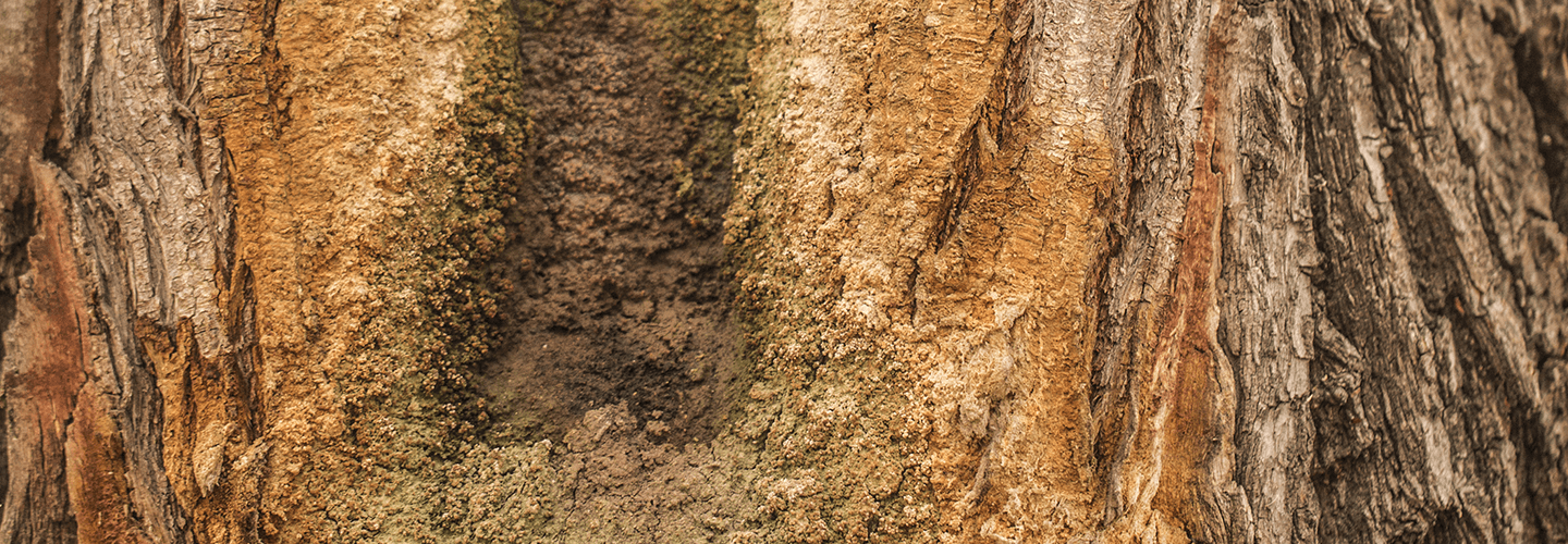 Pest And Disease Slime Flux Banner 1440X500