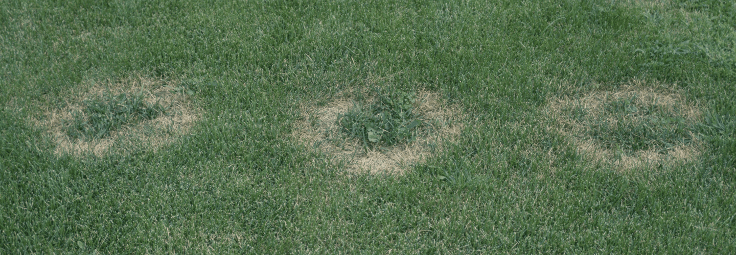 Pest And Disease Fusarium Blight Banner 1440X500