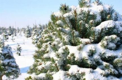 Xmastree 499X325